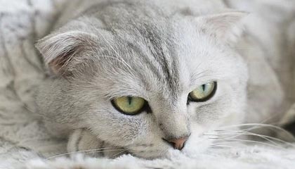 爱游戏在线-勇士三分雨再现打爆尼克斯防线，勇士 三分