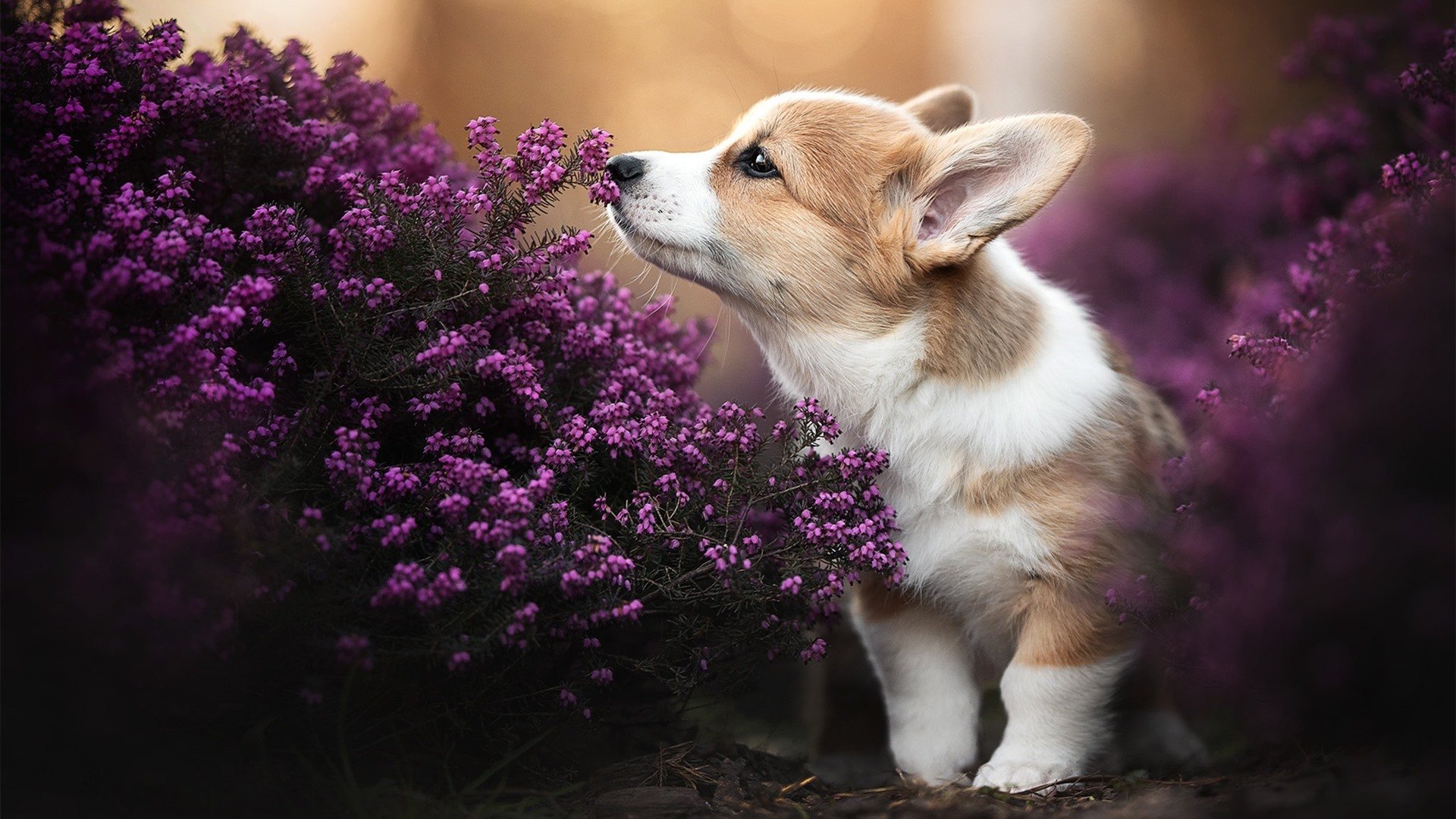 爱游戏娱乐-职业体育联盟治理结构国际比较分析，中国职业体育联盟