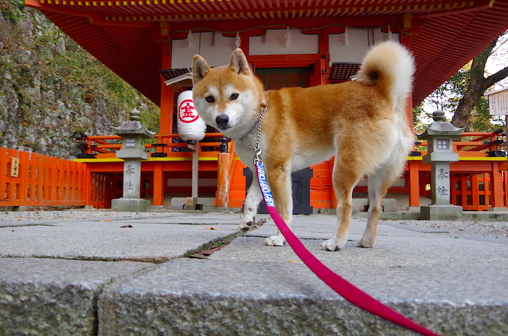 爱游戏在线-视频回放：世俱杯最精彩进球集锦，世俱杯比赛结果