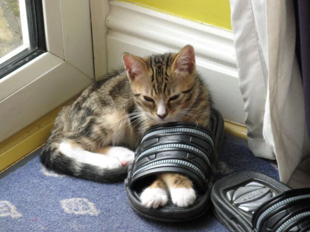 视频回放:世俱杯最精彩进球集锦,世俱杯比赛结果