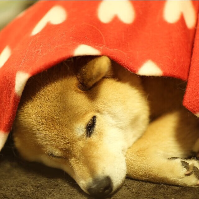 CBA球队推广先进训练理念融合实战演练,cba宣传