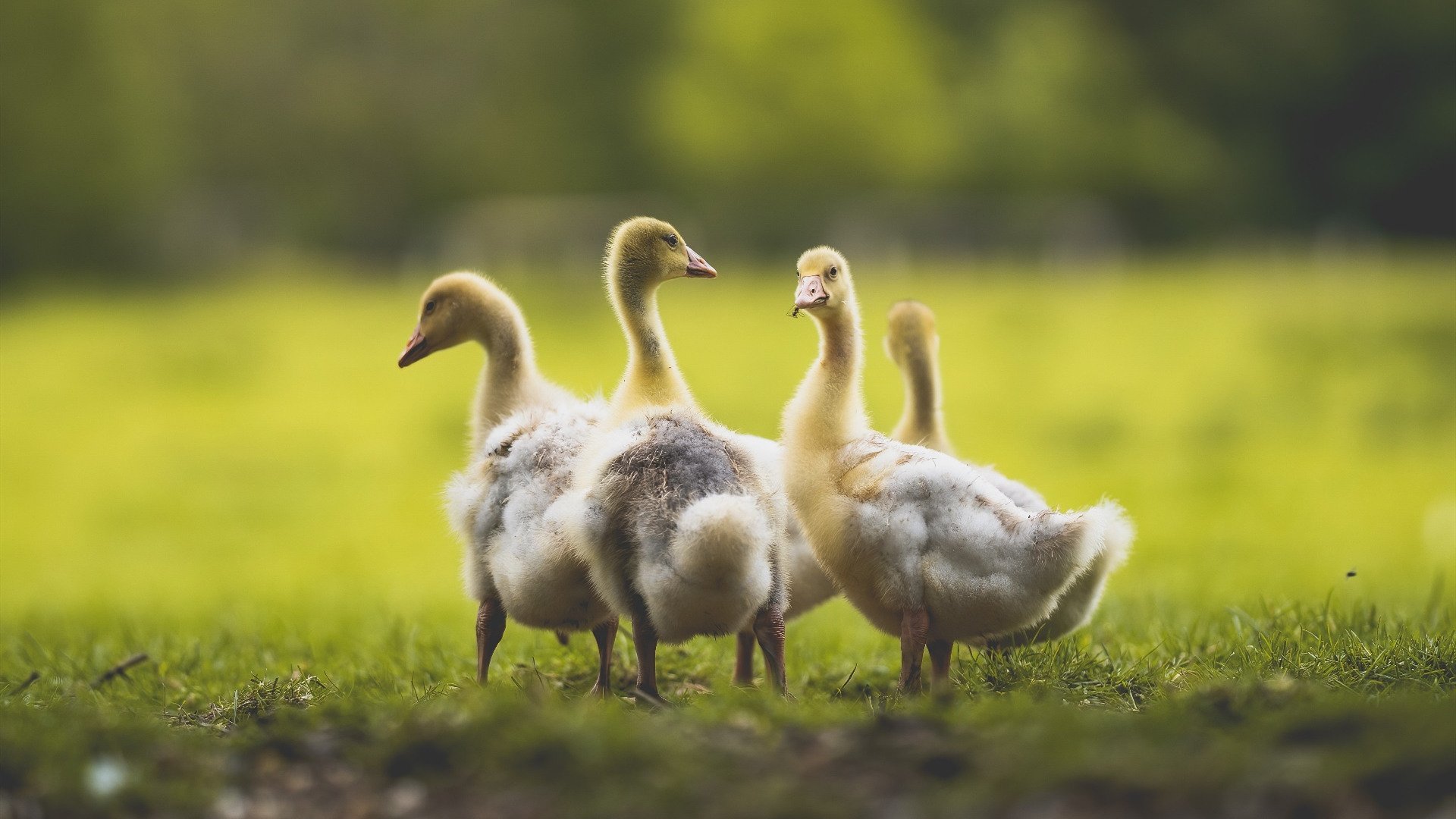 五大联赛是否通过快节奏边路渗透破解密防,五大联赛克制关系