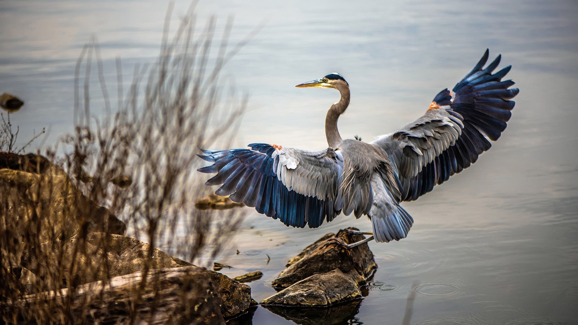 体育新闻中心深化体育视频原创内容数字版权保护，《体育新闻》